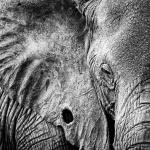 Природа Слоны № 1119