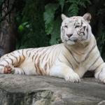 Природа Белый тигр № 1120