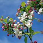 Фотообои Яблоня в цвету
