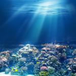 Фотообои Подводный мир 