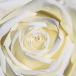 Фотообои Белая роза