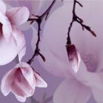 Розово-малиновые цветы № 0342