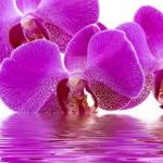 Орхидеи 0651