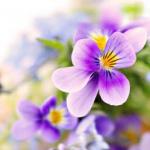 Фиолетовые цветы 0662