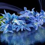 Сине-голубые цветы № 0730