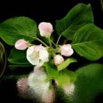 Розово-малиновые цветы № 0761