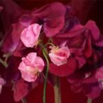 Розово-малиновые цветы № 0763