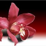 Орхидеи 0888-1