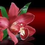 Орхидеи 0888-2