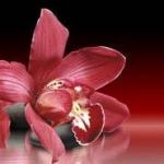 Орхидеи 0888