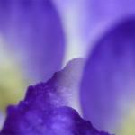 Фиолетовые цветы 0912