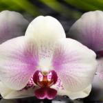 Орхидеи 0934