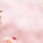 Розово-малиновые цветы № 1045