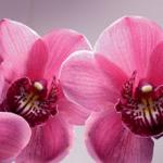 Орхидеи 1161