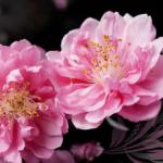 Розово-малиновые цветы № 1177