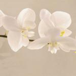 Орхидеи 1354