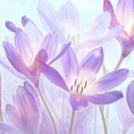 Фиолетовые цветы 1493