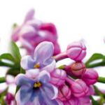Фиолетовые цветы 1849