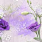 Фиолетовые цветы 2332