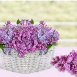 Фиолетовые цветы 2590