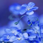 Сине-голубые цветы № 3257