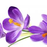 Фиолетовые цветы 3616
