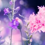 Фиолетовые цветы 4186