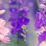 Фиолетовые цветы 4588