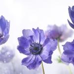 Фиолетовые цветы 4640