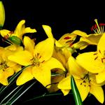 Желтые цветы № 5635