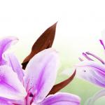 Фиолетовые цветы 5638