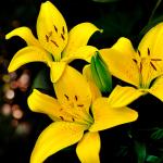Желтые цветы № 5640