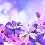 Фиолетовые цветы 5649