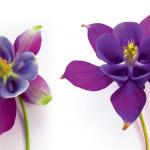 Фиолетовые цветы 5686
