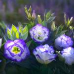 Фиолетовые цветы 5736