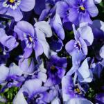 Фиолетовые цветы 5794