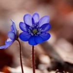 Сине-голубые цветы № 6670