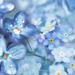 Сине-голубые цветы №  7564